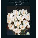 Baltus Crocus Grootbloemig Wit bloembollen per 500 stuks